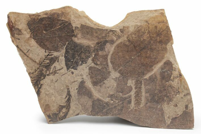 Fossil Leaf Plate (Fagopsis, Metasequoia, Pinus sp) - McAbee, BC #221117
